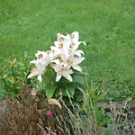 Nr 1 Harztor By Interhome نوردهاوزن